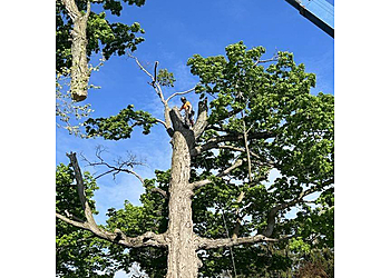Norfolk tree service Northern Shores Tree Care