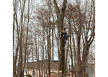 Norfolk Services d'arboriculteur Northern Shores Tree Care