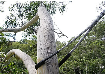 Barrie tree service Northshore Tree Experts Inc.