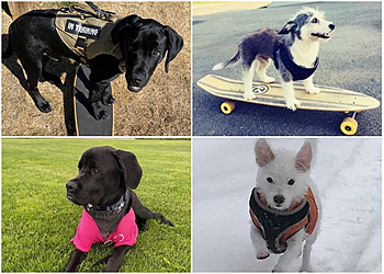Chilliwack dog trainer Northwest Dog Training Academy