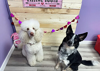 Brantford pet grooming Nose To Toes Professional Dog Grooming