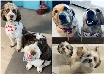 Brantford pet grooming Nose To Toes Professional Dog Grooming
