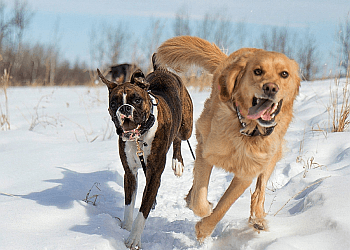 St Albert Dresseurs De Chiens Nurtured Canine