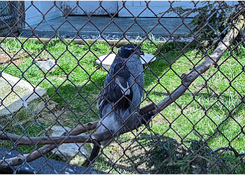 Delta places to see OWL Orphaned Wildlife Rehabilitation Society