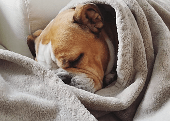 London dog walker Oakcrossing Dogsitters