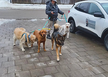 Oakcrossing Dogsitters - London, ON Dog Walkers - Professional Highlights