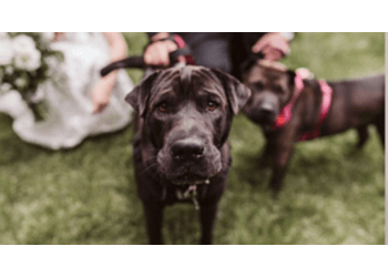 London dog walker Oakcrossing Dogsitters