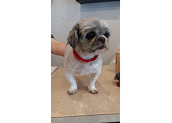 Repentigny pet grooming Oasis Gros Calin