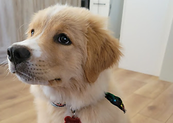 Repentigny pet grooming Oasis Gros Calin