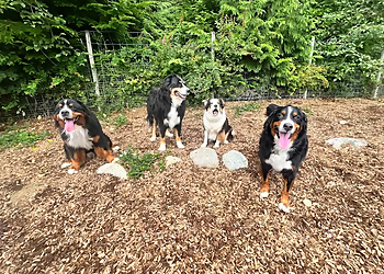 Obedience Unleashed Dog Obedience Unleashed Dog - Abbotsford, BC Dog Trainers - Dog Training Image