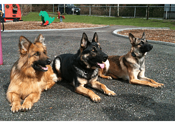 Maple Ridge dog trainer Obedience Unleashed Dog Training
