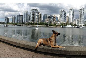 Maple Ridge dog trainer Obedience Unleashed Dog Training