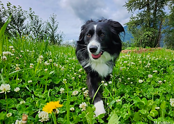 Chilliwack dog trainer Obedience Unleashed Dog Training Inc.