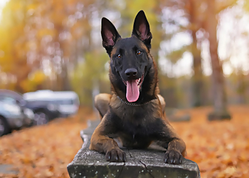 Chilliwack dog trainer Obedience Unleashed Dog Training Inc.