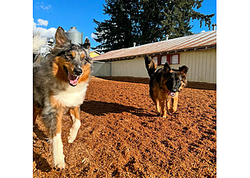 Chilliwack dog trainer Obedience Unleashed Dog Training Inc.
