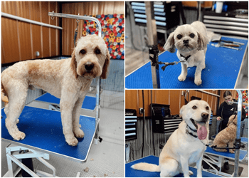 Regina Pet Grooming Off The Leash Pet Grooming Inc.