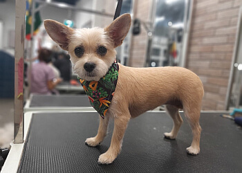 Edmonton pet grooming Oh My Dog Spa and Grooming