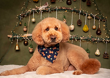 Okanagan Groom 'N' Go - Kelowna, BC Pet Grooming - Service Highlights