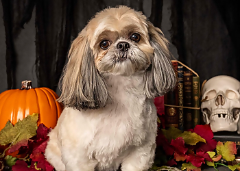Okanagan Groom 'N' Go Okanagan Groom 'N' Go - Kelowna, BC Pet Grooming - Service Image
