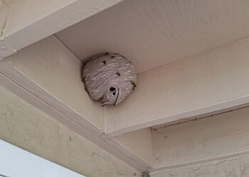 Nanaimo pest control Old Island Pest Control