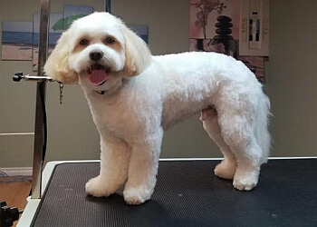 Winnipeg Salons de Toilettage Pour Animaux De Compagnie Oliver Professional Dog and Cat Grooming Spa