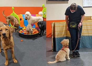 Guelph dog trainer One Leg Up Canine Company