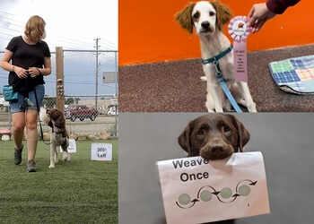 Guelph dog trainer One Leg Up Canine Company