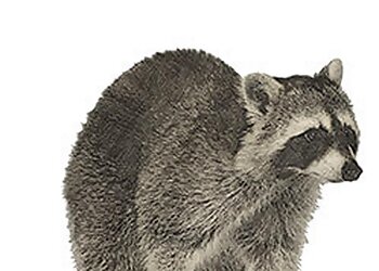 Sherbrooke animal removal Orkin Canada, LLC