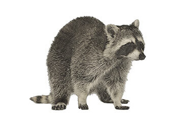 Sudbury Élimination Des Animaux Orkin Canada Pest Control