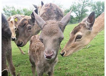 Oshawa places to see Oshawa Zoo