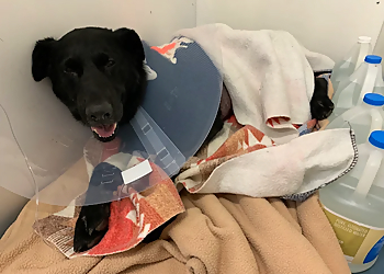 Ospika Animal Hospital - Prince George, BC Veterinary Clinics - Patient Image