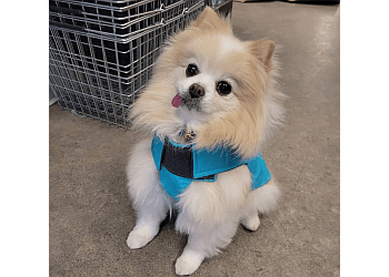 Prince George pet grooming Ospika Pet And Farm Supplies