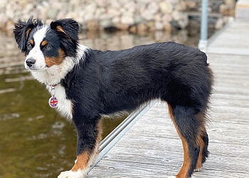 Aurora pet grooming Our Dog & Company