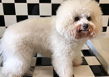 Aurora pet grooming Our Dog & Company