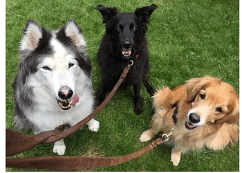 Aurora dog trainer Our Social Dogs