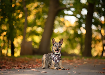 London Dresseurs De Chiens PAWSitively Happy Home