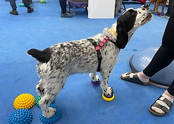 PAWsitively Social Canine Adventures - Thunder Bay, ON Dresseurs De Chiens - Dog Training Image