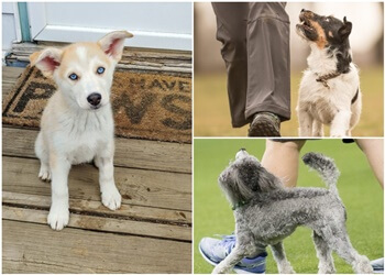 Thunder Bay Dresseurs De Chiens PAWsitively Social Canine Adventures