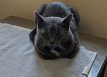 Stratford veterinary clinic Perth Veterinary Services