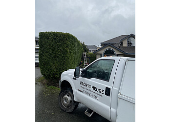 Langley tree service Pacific Hedge Tree Care