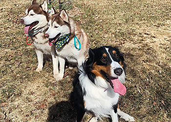 Niagara Falls dog trainer Pack Walk K9 Services