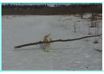 Edmonton Promeneurs De Chiens Pampered Paws Dog Walking