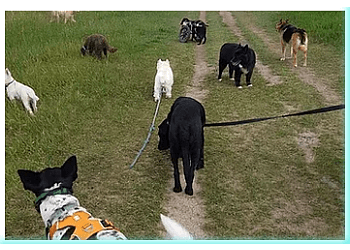 Edmonton Promeneurs De Chiens Pampered Paws Dog Walking