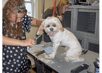 Belleville pet grooming Pampered Pooch