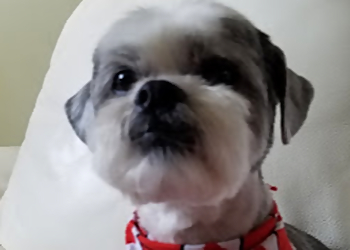Pampered Pooch - Belleville, ON Pet Grooming - Service Highlights