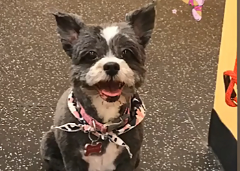 Halton Hills pet grooming Pampered Pooch Spaw & Boutique