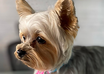 Pampered Pooch Spaw & Boutique Pampered Pooch Spaw & Boutique - Halton Hills, ON Pet Grooming - Service Image