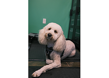 Niagara Falls pet grooming Pampered Pups