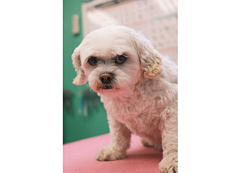 Niagara Falls pet grooming Pampered Pups