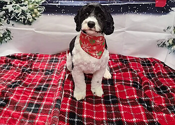 Kingston pet grooming Pampered Pups by Jamie